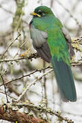 Narina Trogon