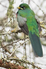 Trogon narina