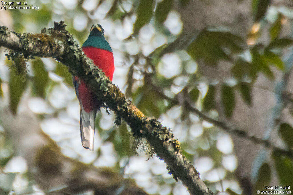 Trogon narina mâle adulte