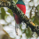 Trogon narina