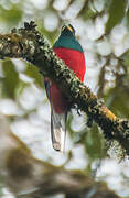 Narina Trogon