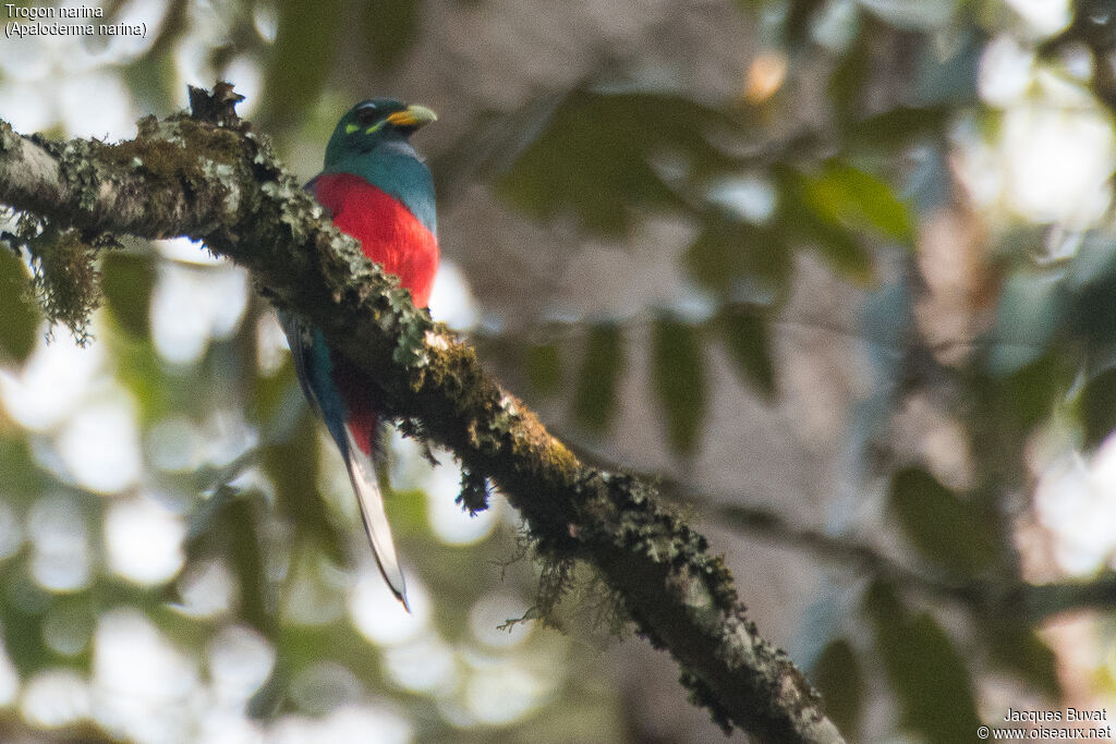 Narina Trogon male adult