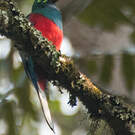 Trogon narina
