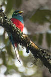 Trogon narina