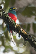 Trogon narina