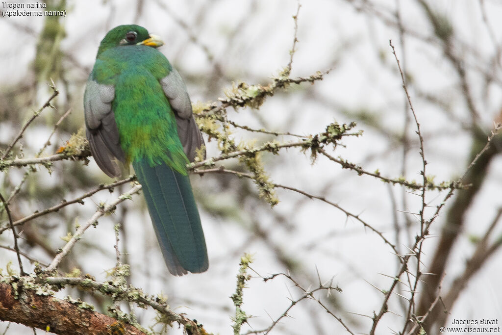 Trogon narina mâle adulte