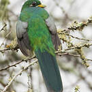 Trogon narina