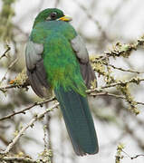 Narina Trogon