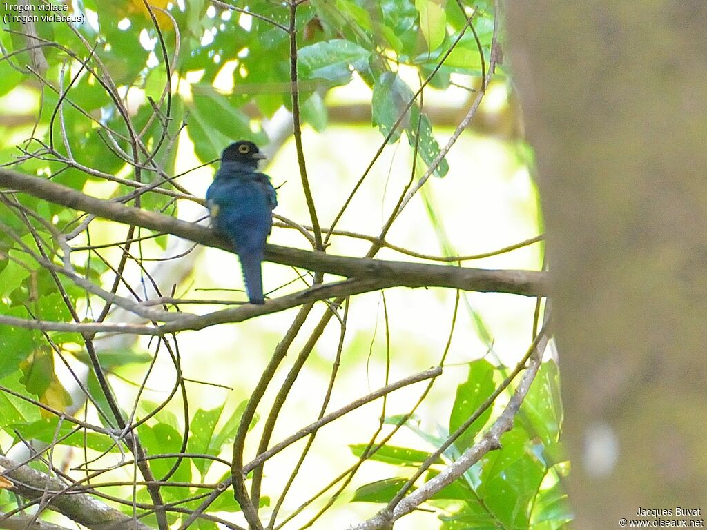 Guianan Trogonadult, identification