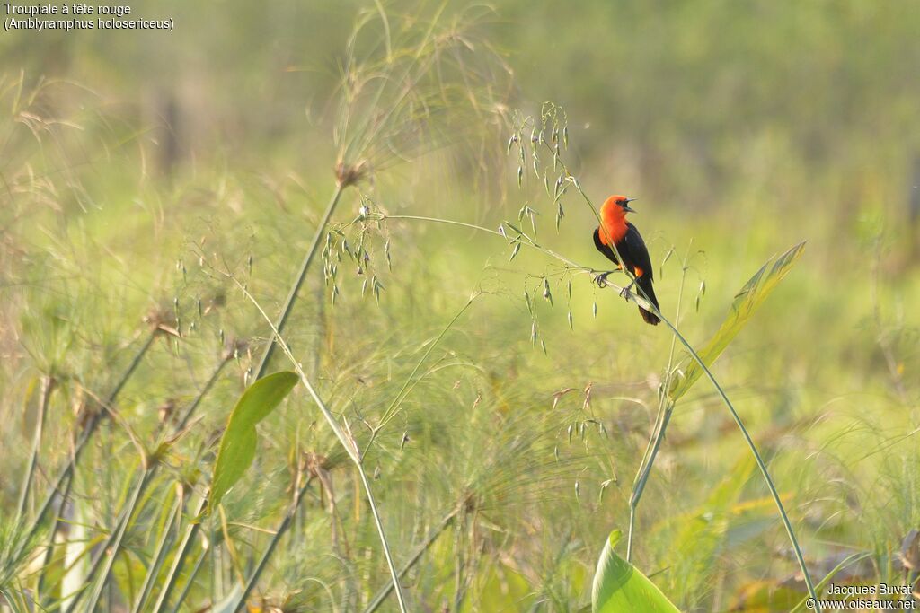 Scarlet-headed Blackbirdadult