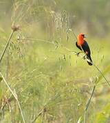 Scarlet-headed Blackbird