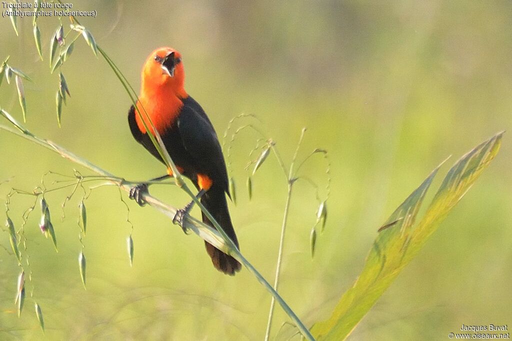 Scarlet-headed Blackbirdadult