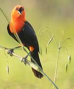 Scarlet-headed Blackbird