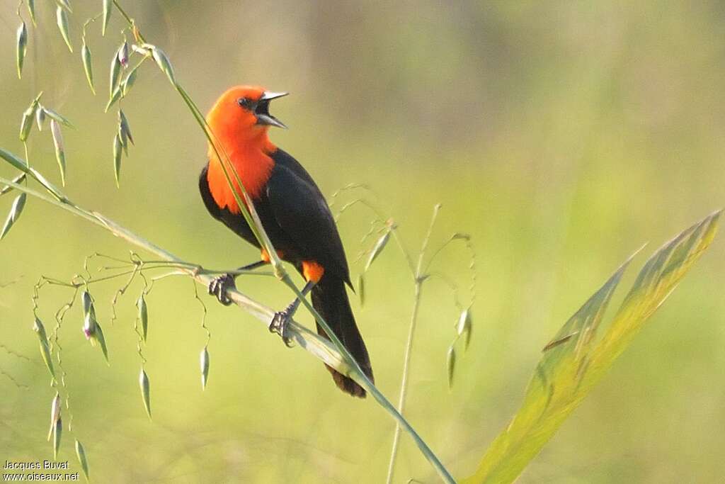 Scarlet-headed Blackbirdadult, song