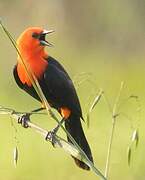 Scarlet-headed Blackbird