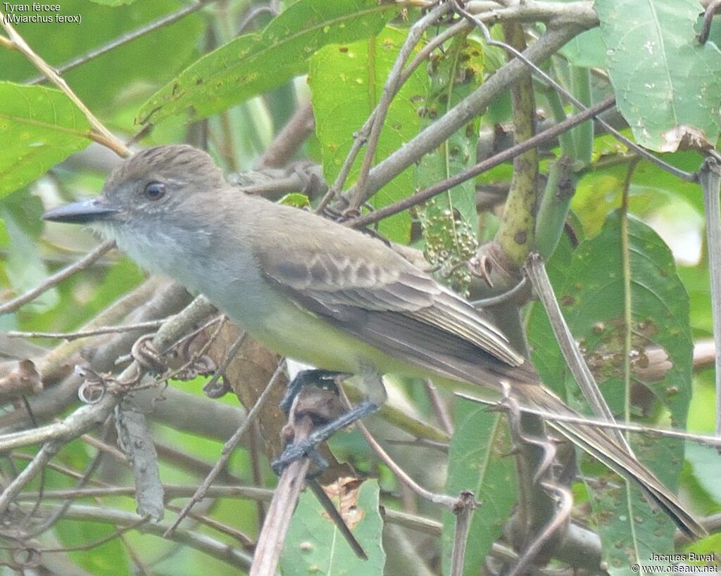 Short-crested Flycatcheradult