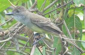 Short-crested Flycatcher