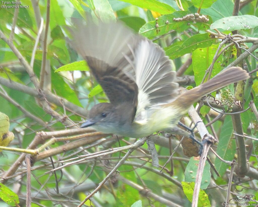 Short-crested Flycatcheradult, Flight