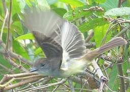 Short-crested Flycatcher