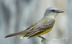 Tropical Kingbird