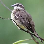 Piratic Flycatcher