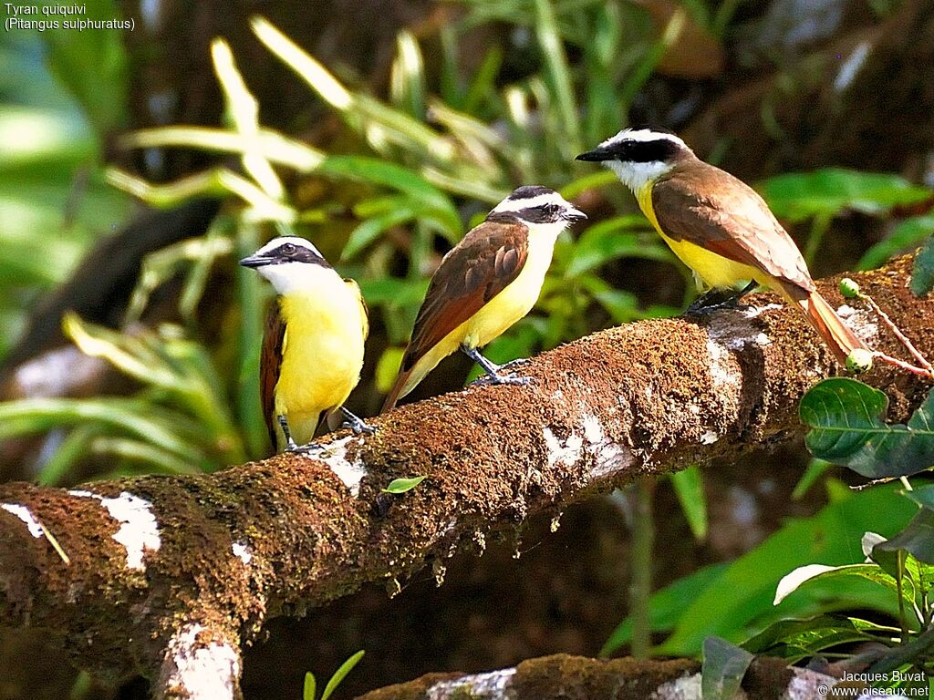 Great Kiskadee, identification, aspect, pigmentation