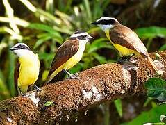 Great Kiskadee