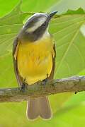 Social Flycatcher