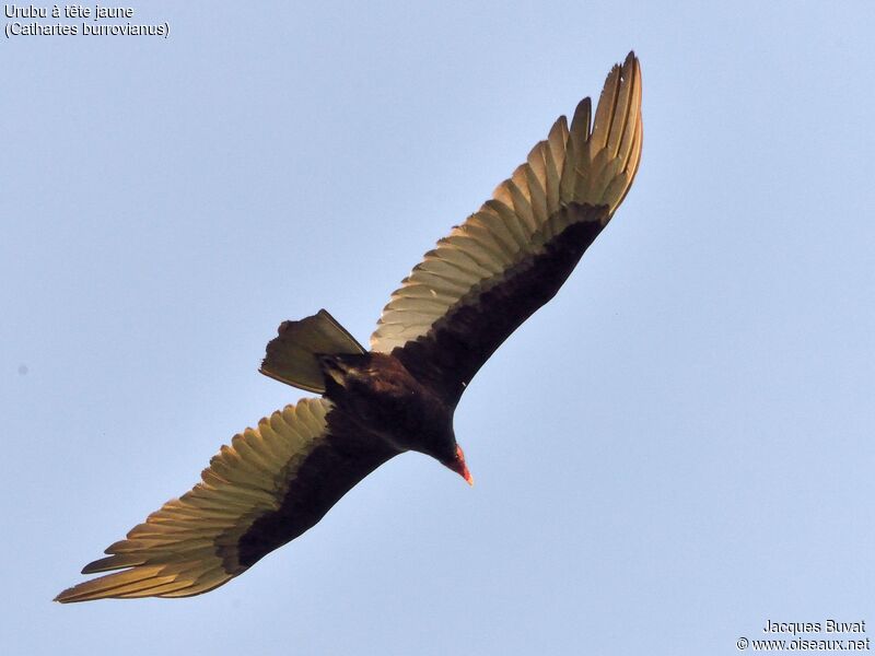 Lesser Yellow-headed Vultureadult, aspect, pigmentation, Flight