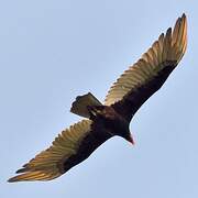 Lesser Yellow-headed Vulture