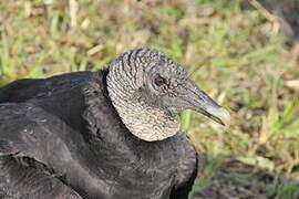 Black Vulture