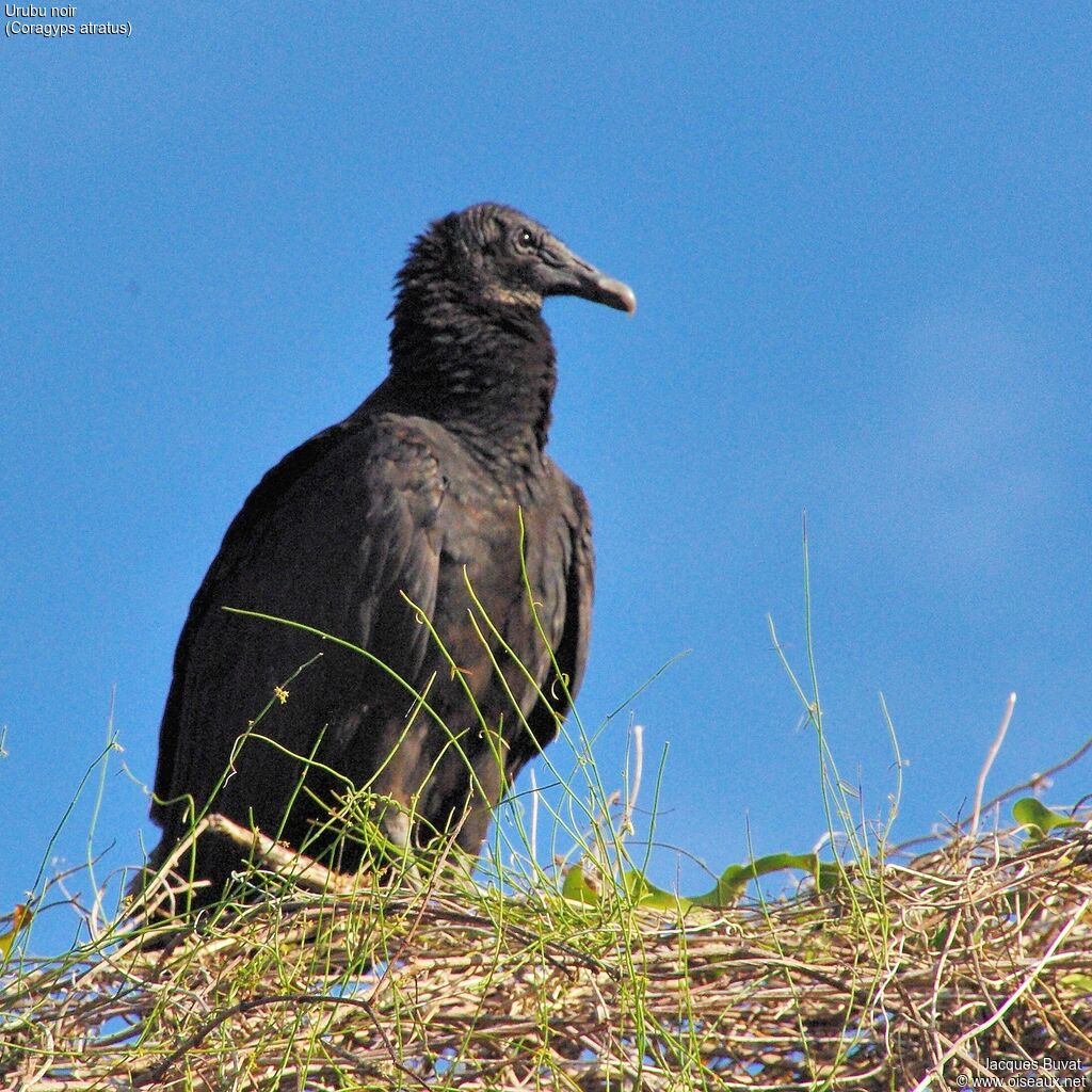 Black Vulturejuvenile, close-up portrait, aspect, pigmentation, Reproduction-nesting