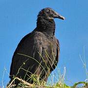 Black Vulture