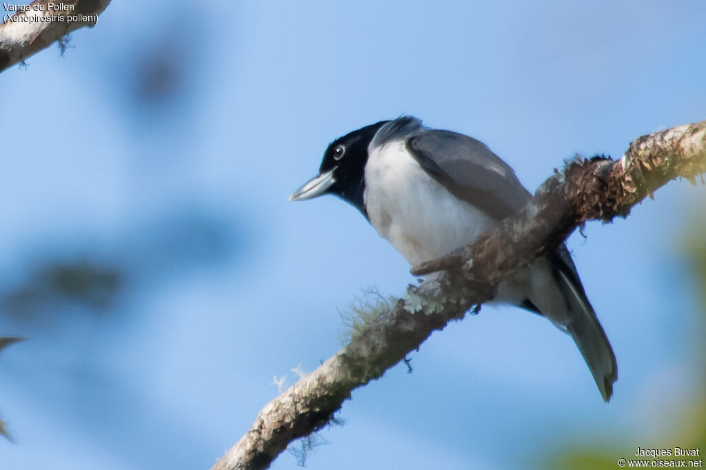 Pollen's Vanga male adult