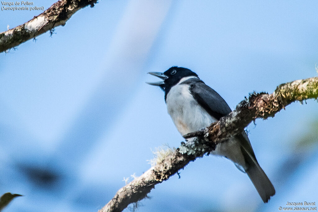 Pollen's Vanga male adult