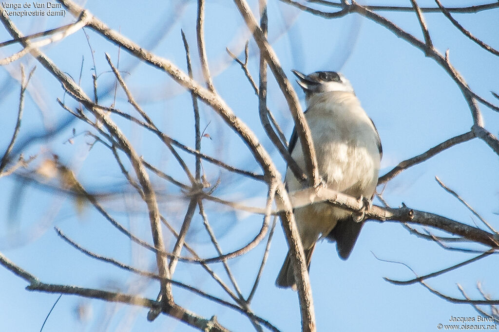 Van Dam's Vanga female adult