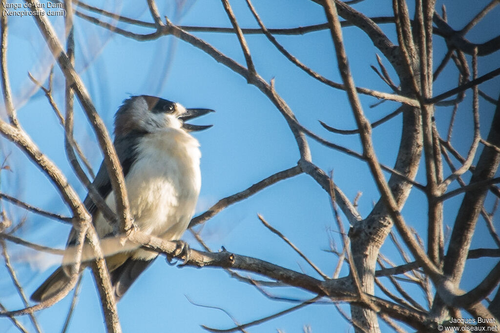 Van Dam's Vanga female adult