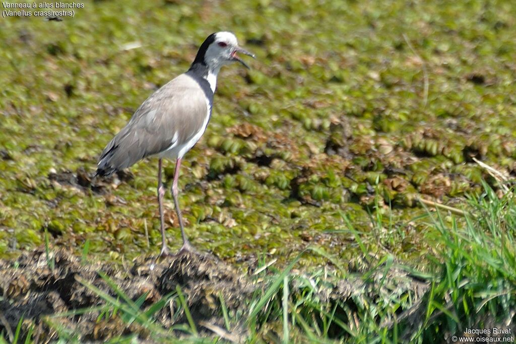 Vanneau à ailes blanchesadulte, identification