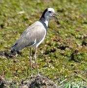 Long-toed Lapwing