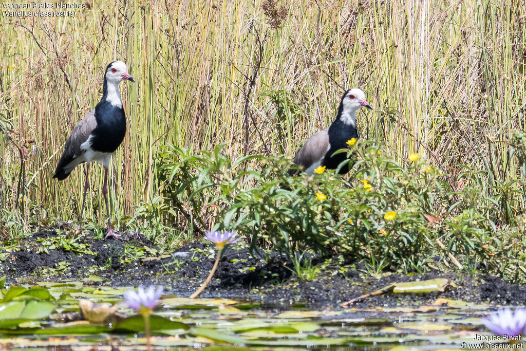 Vanneau à ailes blanchesadulte