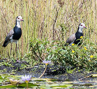 Long-toed Lapwing