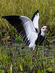 Vanneau à ailes blanches