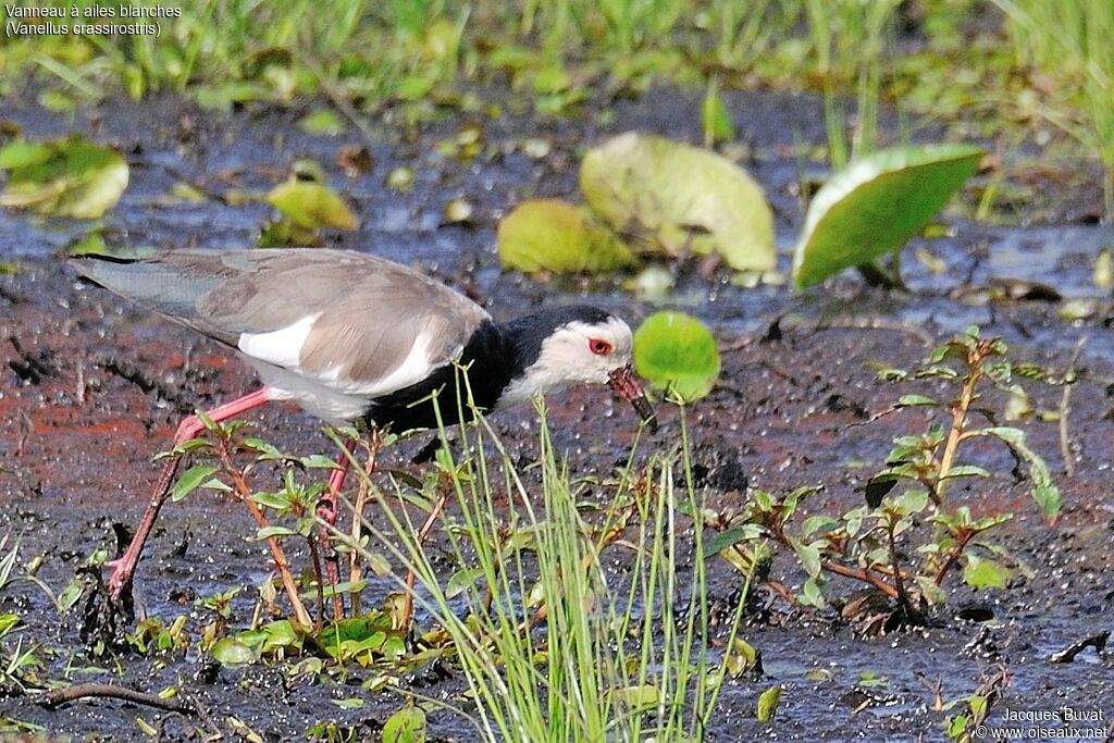 Long-toed Lapwingadult