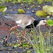 Long-toed Lapwing