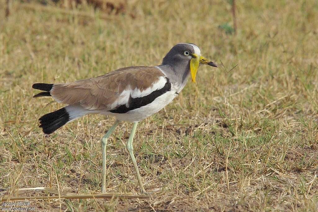 White-crowned Lapwingadult, identification