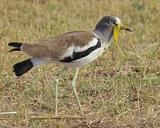 White-crowned Lapwing