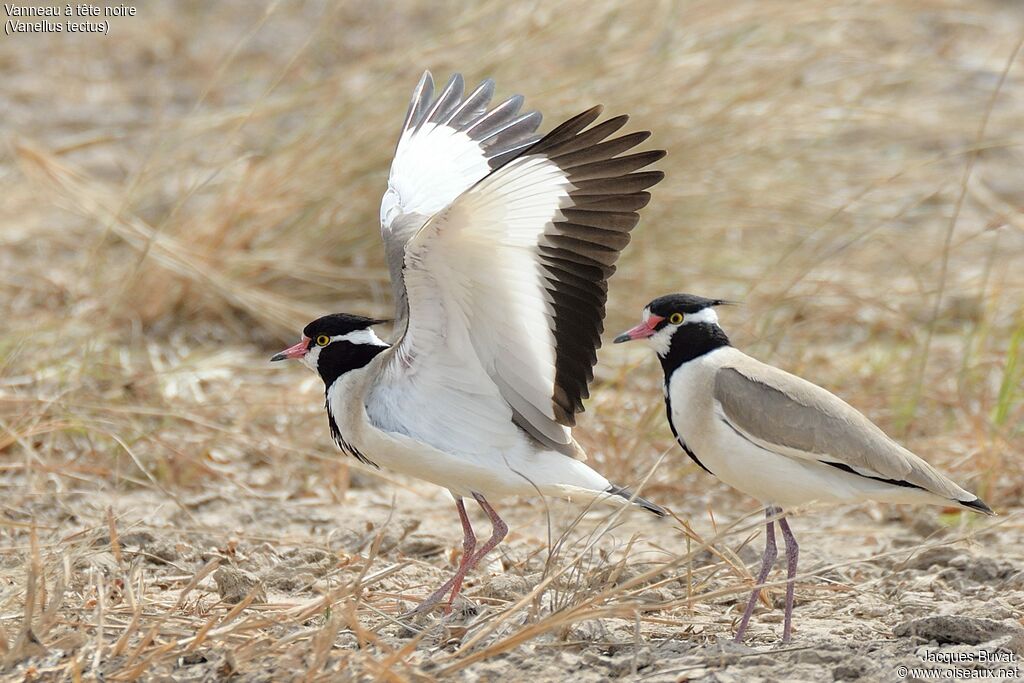 Black-headed Lapwing