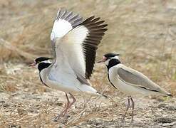 Black-headed Lapwing