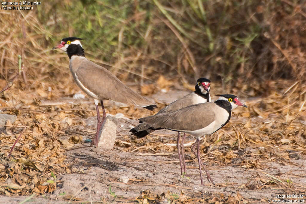 Vanneau à tête noireadulte nuptial, habitat, composition, pigmentation