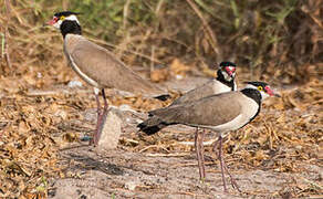 Black-headed Lapwing